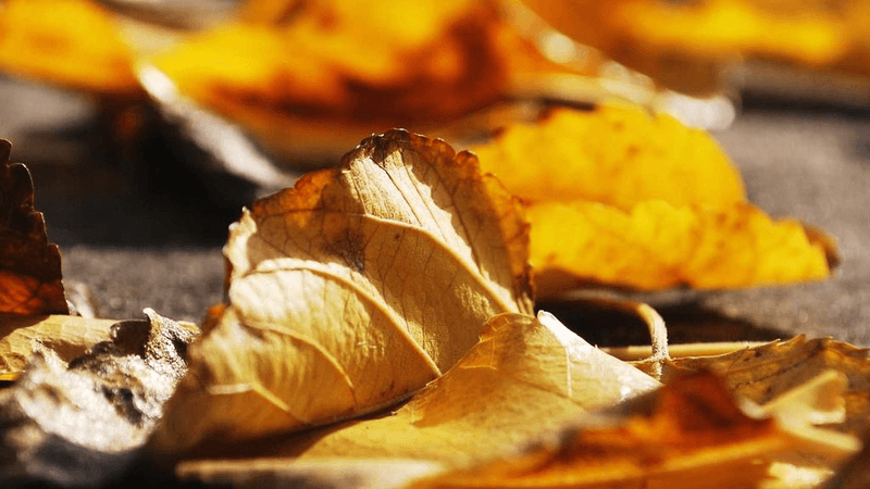 Money - professional stock photography