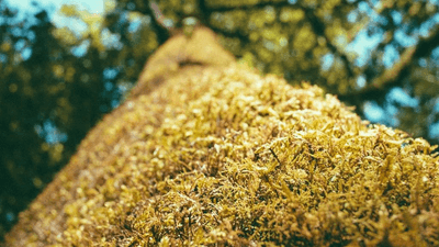 Piggy Bank - professional stock photography