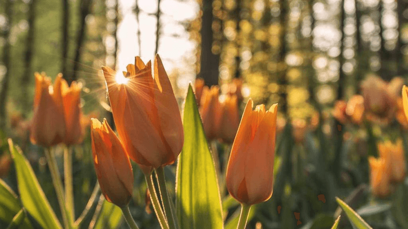 Real Estate - professional stock photography