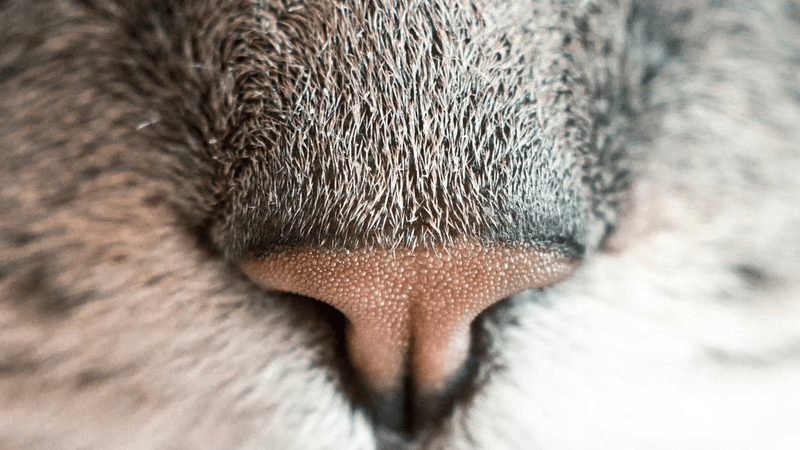 Wallet - professional stock photography